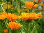 Calendula (Ringelblumen) Mariagold