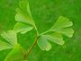 Ginkgo Biloba Blatt