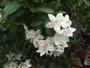 Jasmin